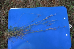 Bouteloua trifida