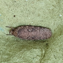 Agonopterix heracliana