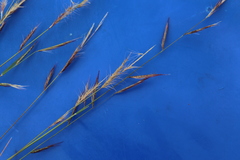 Bouteloua trifida