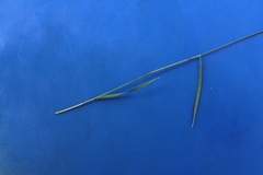 Bouteloua trifida