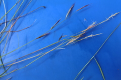 Bouteloua trifida