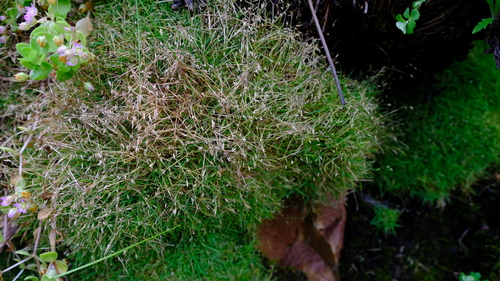 Pentameris pusilla