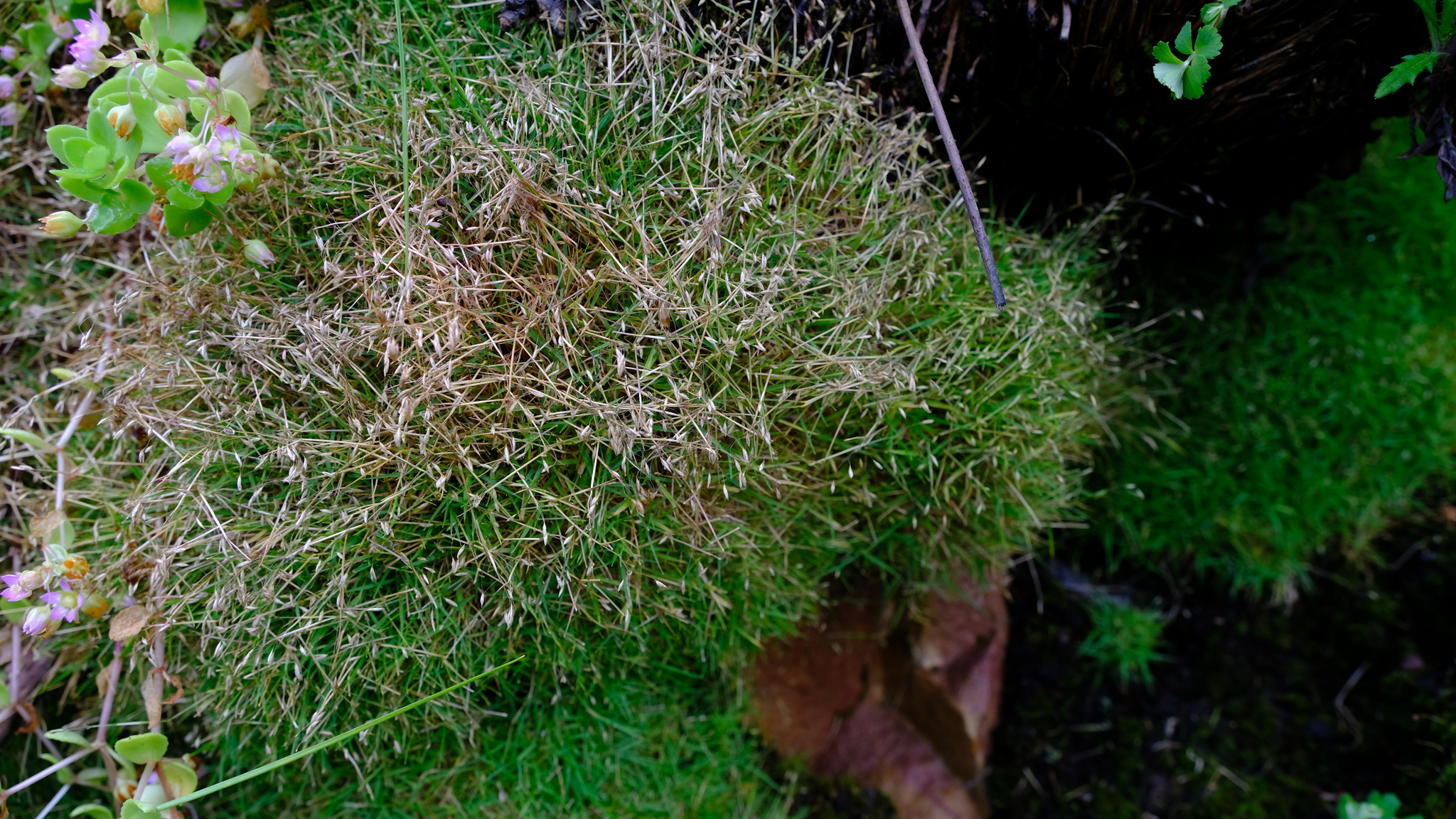 Pentameris pusilla