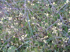 Sisymbrium austriacum