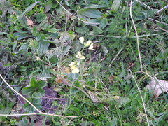 Sisymbrium austriacum