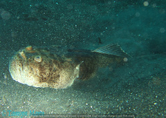 Uranoscopus sulphureus