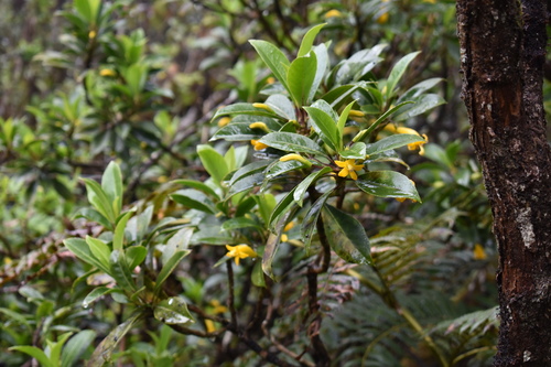 Image of Scaevola glabra by (c) John Powers, some rights reserved (CC BY)