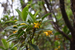 Scaevola glabra