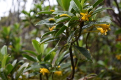 Scaevola glabra