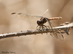 Orthemis ambinigra