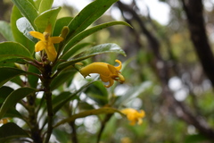 Scaevola glabra