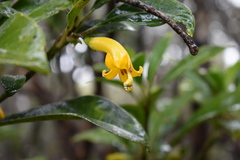 Scaevola glabra