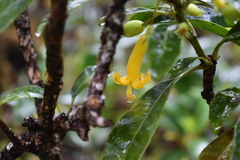 Scaevola glabra
