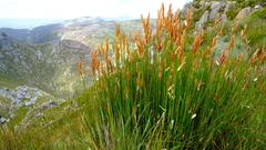 Elegia racemosa