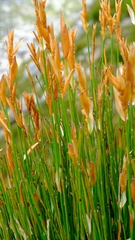 Elegia racemosa