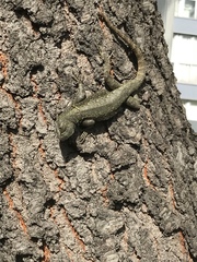 Sceloporus grammicus