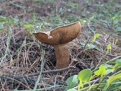 Agaricales