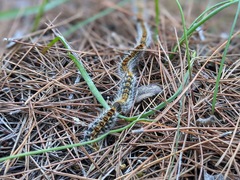 Thaumetopoea pityocampa