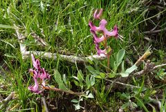 Corydalis ledebouriana
