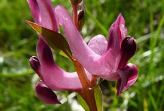 Corydalis ledebouriana