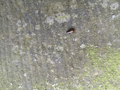 Coleoptera