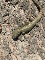Sceloporus grammicus