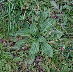 Plantago