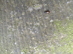 Coleoptera