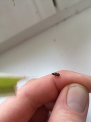 Coleoptera