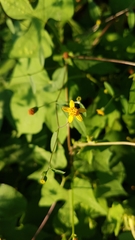 Hymenostephium tenue