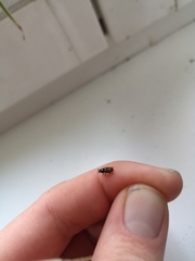 Coleoptera