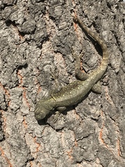 Sceloporus grammicus