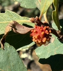 Burnettweldia corallina