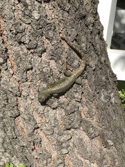 Sceloporus grammicus