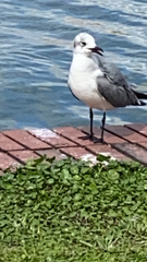 Leucophaeus atricilla