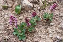 Corydalis ledebouriana