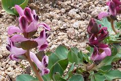 Corydalis ledebouriana