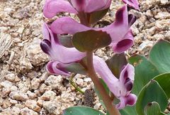 Corydalis ledebouriana