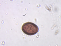 Polyschismium trevelyanii