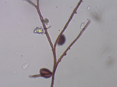 Polyschismium trevelyanii