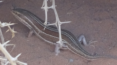 Trachylepis occidentalis