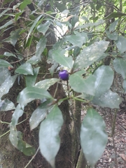 Psychotria suterella