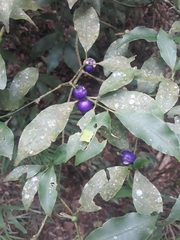 Psychotria suterella