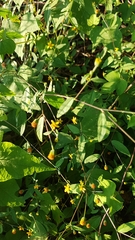 Hymenostephium tenue