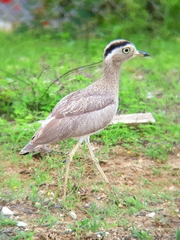 Burhinus superciliaris