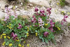 Corydalis ledebouriana