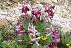 Corydalis ledebouriana
