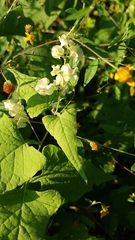 Antigonon flavescens