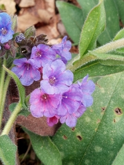 Pulmonaria longifolia