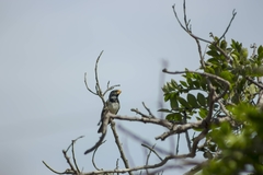Sporophila peruviana